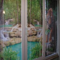 Горизонтальные жалюзи с рисунком цена. Купить в «Мастерская Жалюзи»